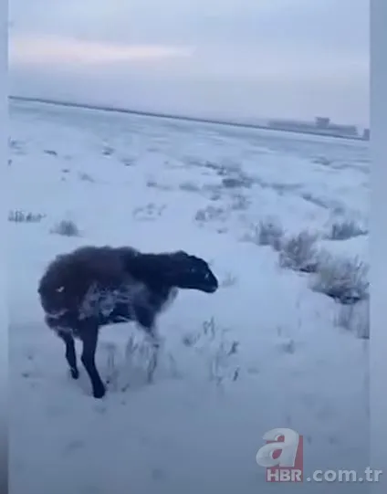 Görüntüler Türkiye'den! Kirpikleri ve sakalı soğuktan dondu 7