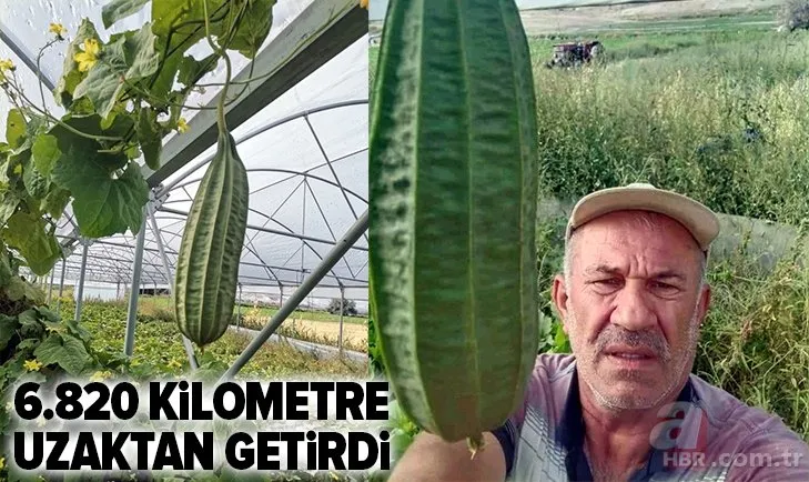 52 santimetre genişliğinde 2 kilogram ağırlığında! Satmaktan vazgeçip sergilemeye karar verdi