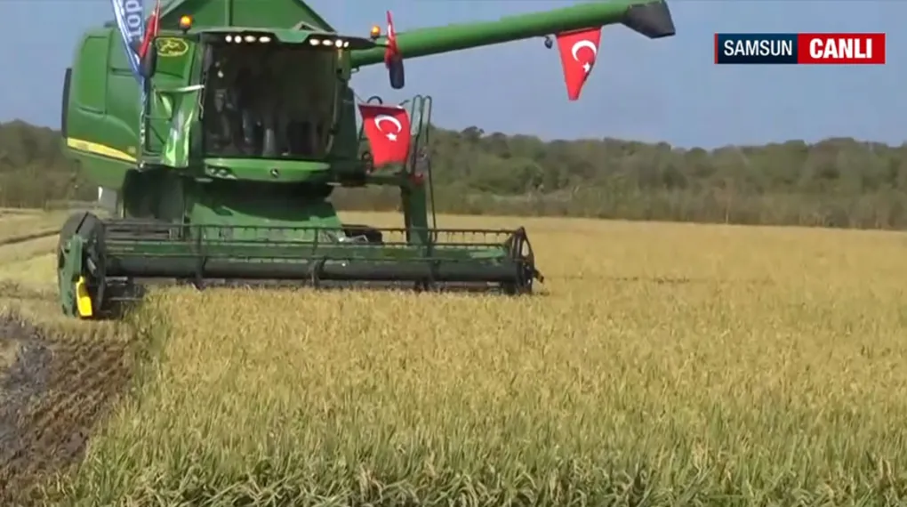 Bafra Ovası'nda çeltik hasadı başladı! Rekolte beklentisi ne?