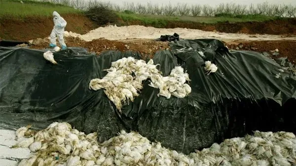 İsrail’de kuş gribi alarmı! İlk görüntüler dünyayı şoke etti