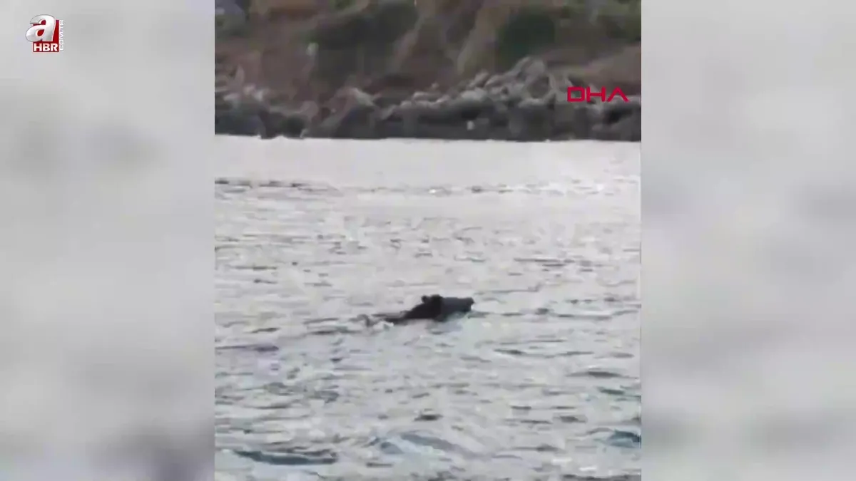 Bartın'da denizde yüzen yaban domuzu görüntülendi