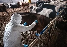 37 mahallede şap karantinası!