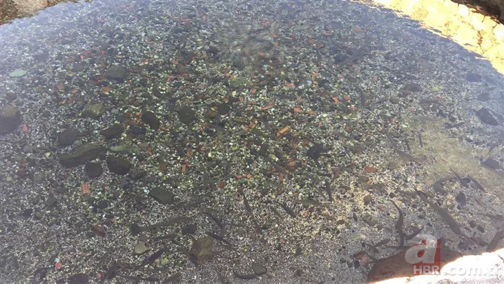 Avlanmasının günah olduğuna inanılıyor! Kars'ın gizemli balığı ...