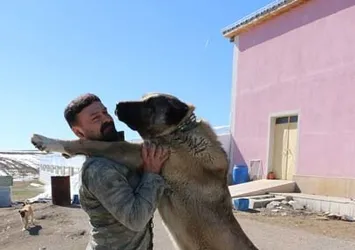Zengin Arapların satın alamadığı tek hayvan