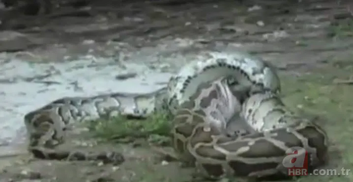 Dev piton timsahı yutmaya kalkıştı! Görenler inanamadı... 8
