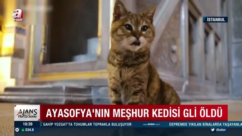 Ayasofya Nin Meshur Kedisi Gli Oldu Ahaber Video Izle