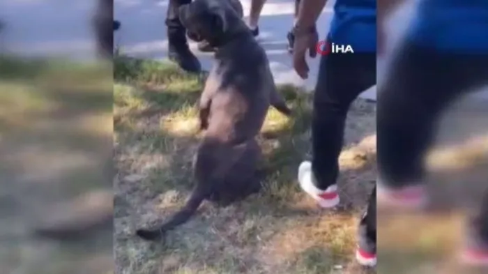 gaziosmanpasada-basibos-pitbull-dehseti-2-kisiye-saldirdi-1718868352707.jpeg Gaziosmanpaşa'da başıboş pitbull dehşeti! 2 kişiye saldırdı - 1