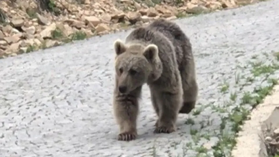 Trabzon’da gülümseten anlar! Yavru ayıya böyle seslendi