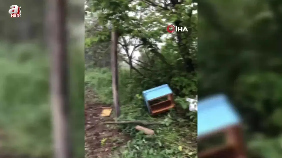 Sinop’ta aç kalan ayı arı kovanlarına saldırdı