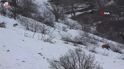 Tesadüfen görüntüledi! Ayı ile kurt...