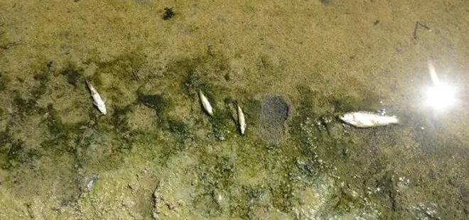 Kırklareli’nde kuruyan derede balık ölümleri yaşanıyor