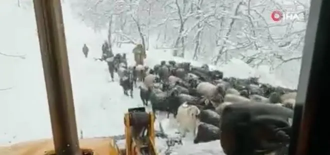 Siirt'te kar yağışı nedeniyle dağda mahsur kalan çoban ve koyun sürüsü kurtarıldı