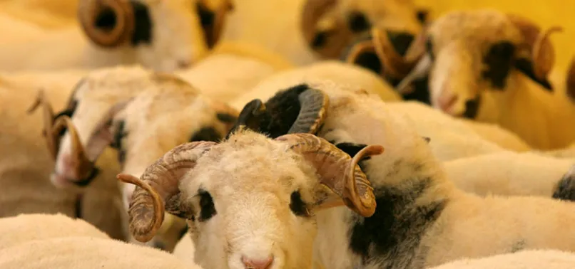 Hükümetten et fiyatlarındaki tırmanışı önleyecek adım