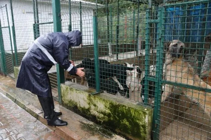 Ordu Ünye'deki barınaktaki tepki çeken görüntülere soruşturma - 2