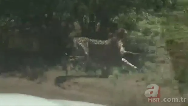 Zürafa aslanlara yem olmaktan kurtulamadı! Vahşi doğanın acımasız yüzü 17