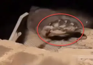 Bodrumdan çıktı! Ev sahibi şoke oldu: Tam 225 kilo...