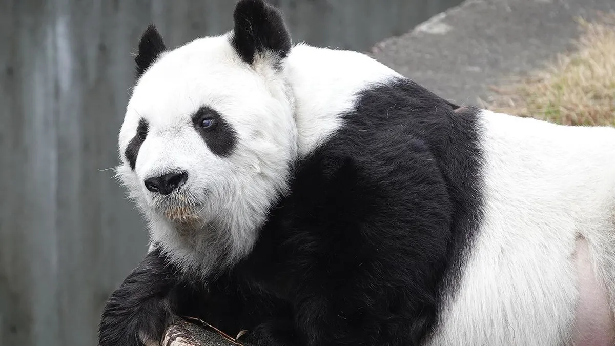 Japonya'nın en yaşlı pandası "Tan Tan" hayatını kaybetti