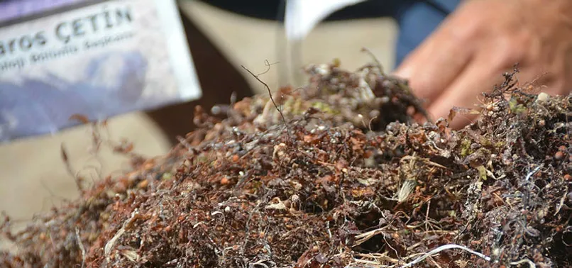 İzmir'de yeni felaket! Vatandaşlardan CHP'ye Sargassum tepkisi