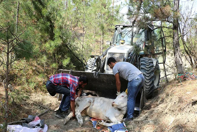 Uçurumdan düşerek yaralanan ineğinin başında üç gün bekledi - 5