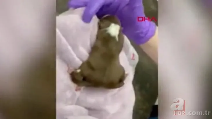 6 ayaklı 2 kuyruklu köpek! Görünce gerçek olduğuna inanamayacağız hayvanlar