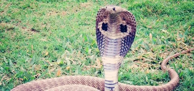 Malezya-Tayland sınırında 154 kobra yılanı ele geçirildi