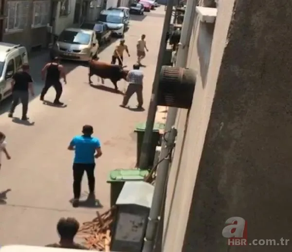 Kurban Bayramı'na saatler kala hareketli dakikalar! Kiminin kolu çatladı, kiminin boğası kaçtı 20