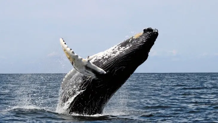 Balinaların özellikleri nelerdir?
