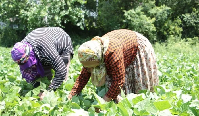 en-bereketli-topraklarda-hasat-basladi-3-donum-arazide-ekti-50-tlden-satiliyor-1715945371726.jpg En bereketli topraklarda hasat başladı: 3 dönüm arazide ekti 50 TL'den satılıyor - 1