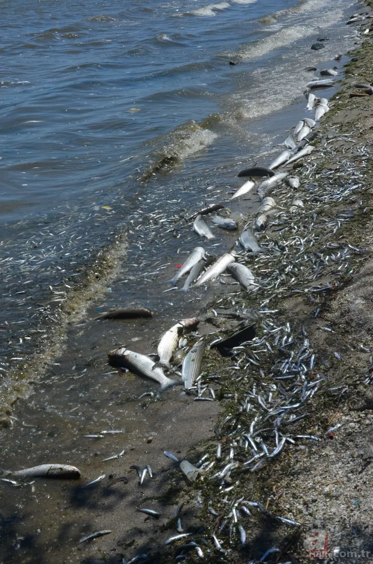 İstanbul'da büyük skandal ve acı veren görüntüler! Küçükçekmece'deki balık ölümlerinin nedeni ne? 18