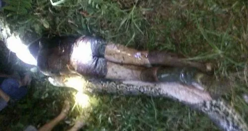 Endonezya'da 7 metrelik piton insan yuttu - 3