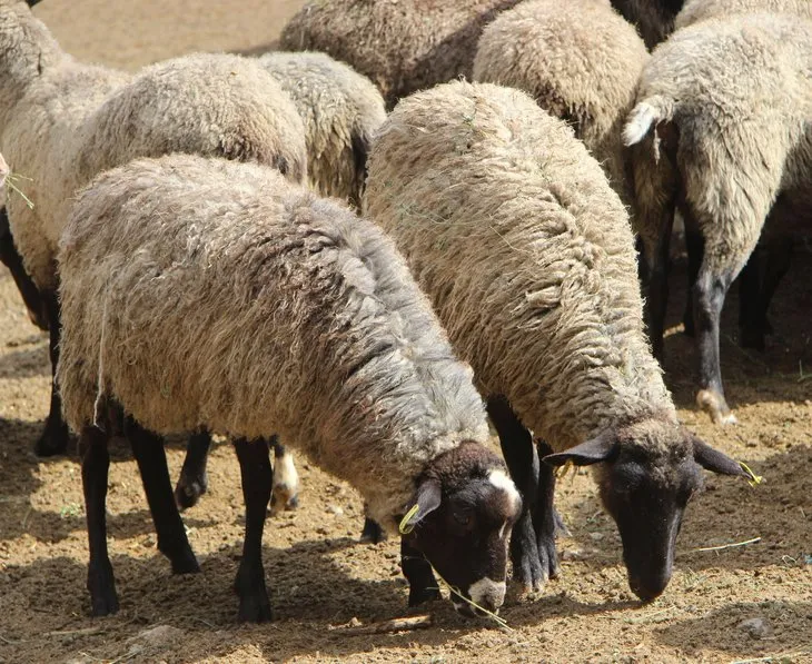Ukrayna’dan beşiz doğuran koyun getirdi, siparişlere yetişemiyor