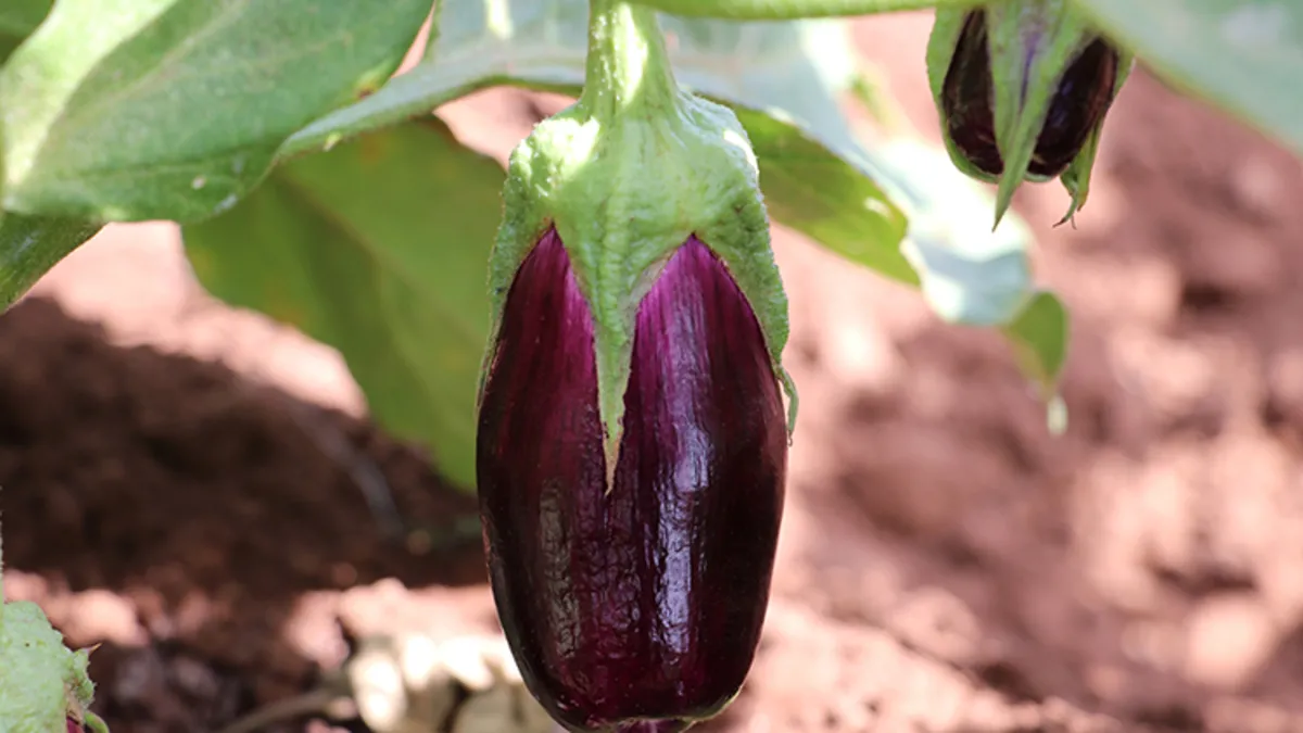 Patlıcanın sapları her derde devaymış! O hastalığı ameliyatsız iyileştiriyor...