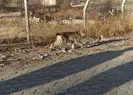 Bir köpek ve kediyi telef etti!
