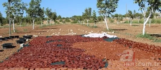 Yapımı oldukça zor ama yiyen vazgeçemiyor Türkiye'nin dört bir yanından yoğun talep var | Resmen şifa deposu 3