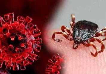 Yaz aylarının korkulu rüyası kene! Uzmanlardan hayati uyarı: Sigara basmayın, kolonya dökmeyin