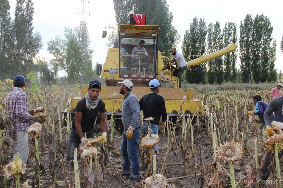 'Soğukta yapamazsın' dediler, şimdi paraya para demiyor 5