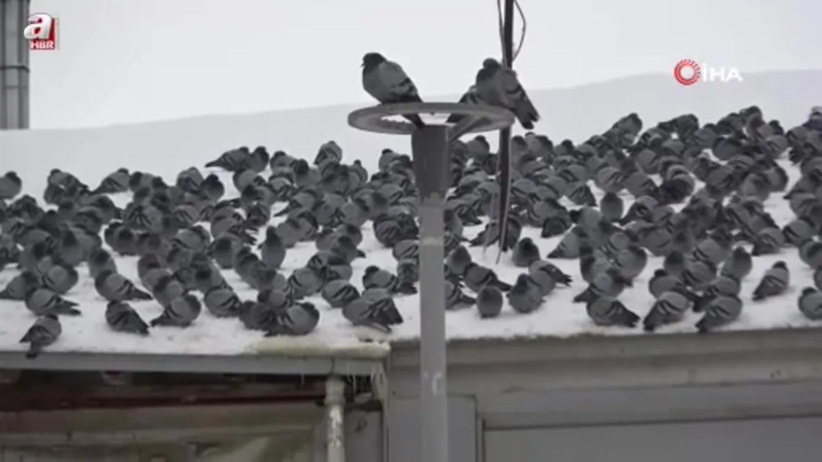 Kar sonrası güvercinlerden görsel şölen