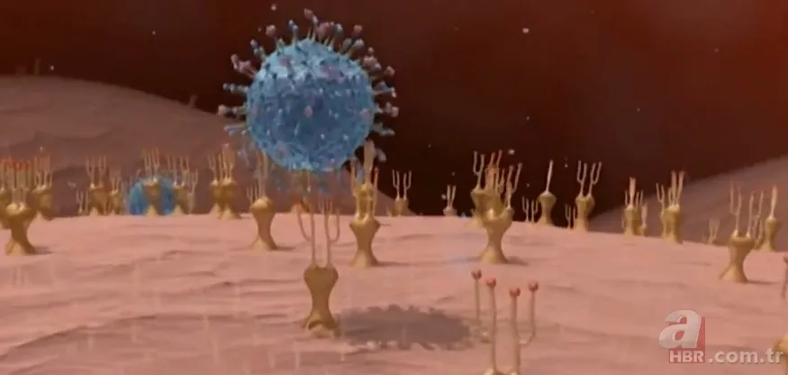 Covid-19'un mutasyon geçirip geçirmediği nasıl anlaşılıyor? Virüs neden mutasyon geçirdi? Mutasyon nedir? 11