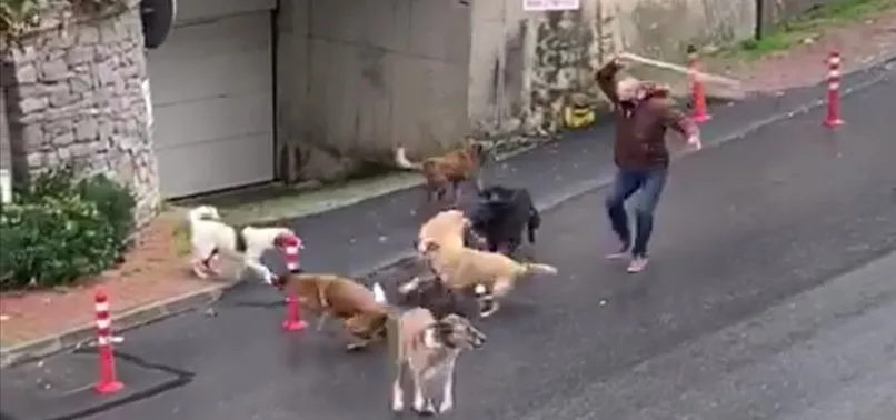 Başıboş köpekler korku saçtı! O anlar kamerada
