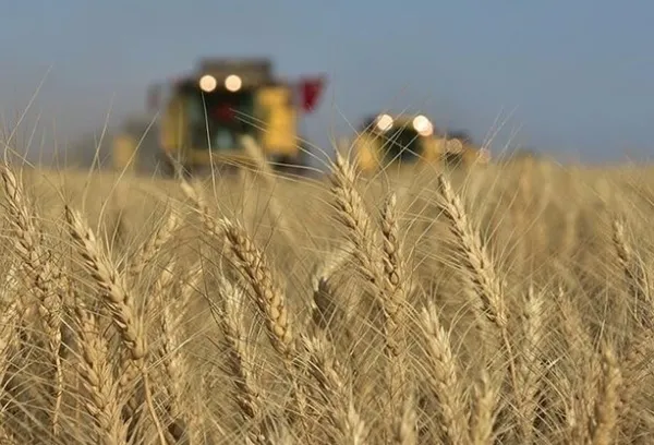 2023 Buğday fiyatları açıklandı mı? TMO buğday taban fiyatları ne kadar, kaç TL olacak? 1 ton buğday fiyatı...