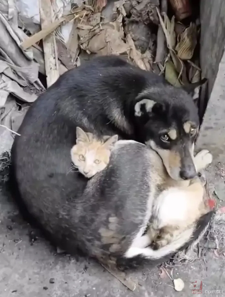 İşte 'Asrın Felaketi'nin unutulmaz fotoğrafları! 6 Şubat depremlerinin 2. yıl dönümü 11