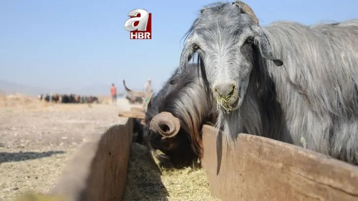 Kurban Bayramı 2021 ne zaman? Bayramda sokağa çıkma yasağı olacak mı? Bayram tatili kaç gün? 9 ve 11 gün...
