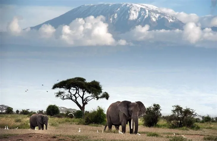 Kilimanjaro Dağı’nın eteklerinde doğal yaşam