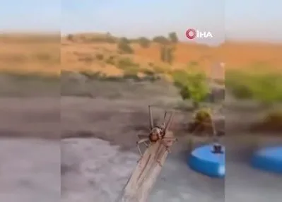 Batman’da dev etçil çekirge