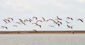 Flamingolar Tuz Gölü’nde!