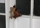 Almanyada alçak saldırı! Cami kapısına domuz kafası asıldı