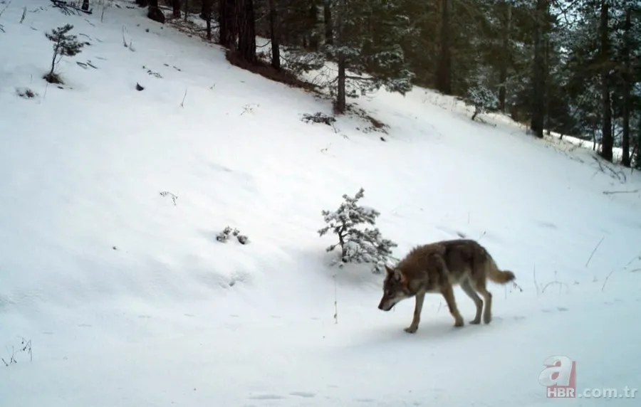 Dünyada ve Türkiye'de bir ilk! Aynı bölgede görüldüler 11