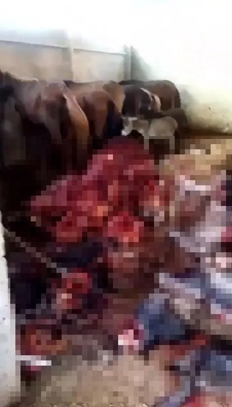 Adana’da mide bulandıran görüntü! Kesilmiş eşek ve kesilmemiş at bulundu