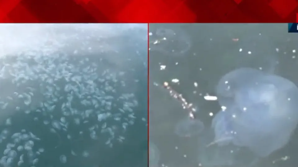 Marmara’da denizanası istilası