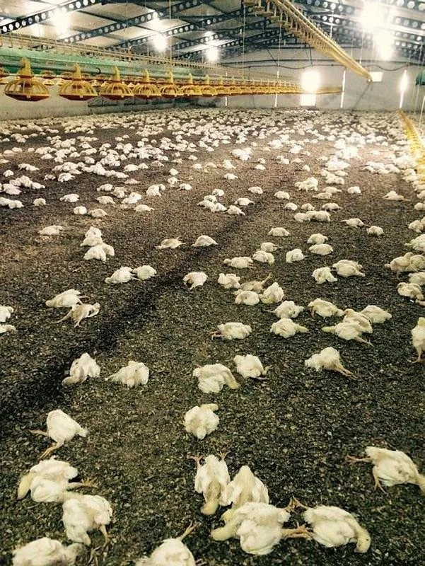 Havalandırma bozuldu, 28 bin tavuk telef oldu
